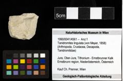 Foto (Objekt + Etiketten) von Tanidromites lingulata (von Meyer, 1858) 